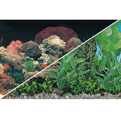Fish Aquarium